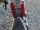 Harley-Davidson Softail