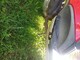 Piaggio Fly