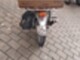 Solifer SM