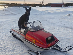 Yamaha Enticer