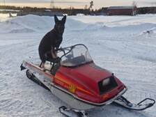 Yamaha Enticer