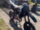 Husqvarna SM