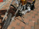 Harley-Davidson Softail