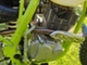 X-Motos Dirt Bike