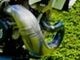 Husqvarna TE