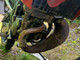 Gilera SMT