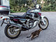 Honda XRV