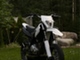 Yamaha WR