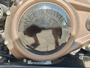 Harley-Davidson Sportster