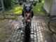 KTM 125