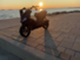 Aprilia SR