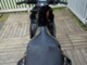 Aprilia RS