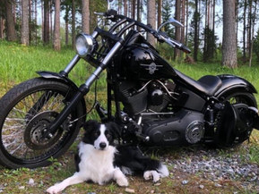 Harley-Davidson Softail